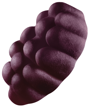 05-GRAPE-1.png
